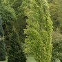 Zuilbeuk (Fagus sylvatica 'Dawyck Gold')